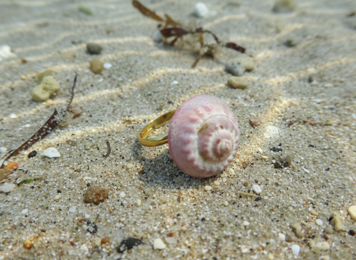 Anillo con caracola marina natural