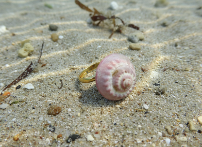 Anillo con caracola marina natural